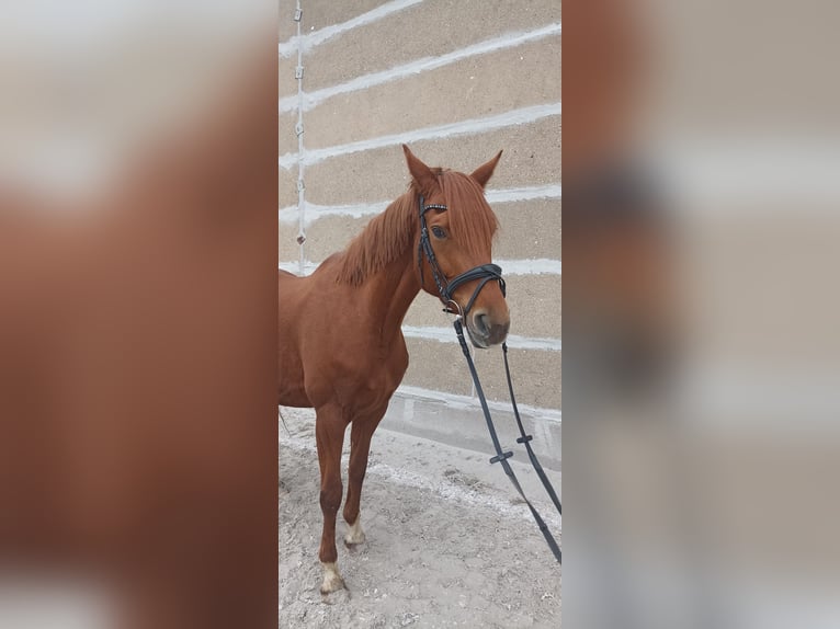 Hanoverian Mare 8 years Chestnut-Red in Mirow