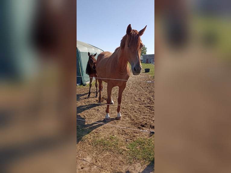 Hanoverian Mare 8 years Chestnut-Red in Mirow