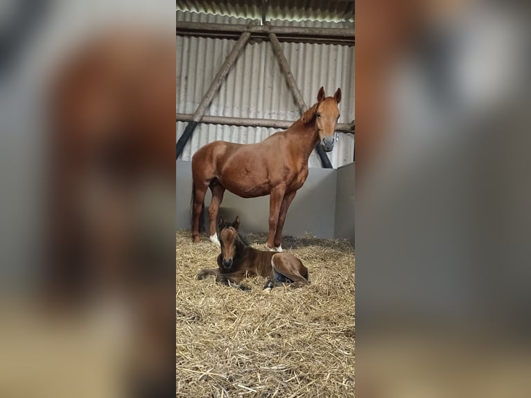 Hanoverian Mare 8 years Chestnut-Red in Mirow