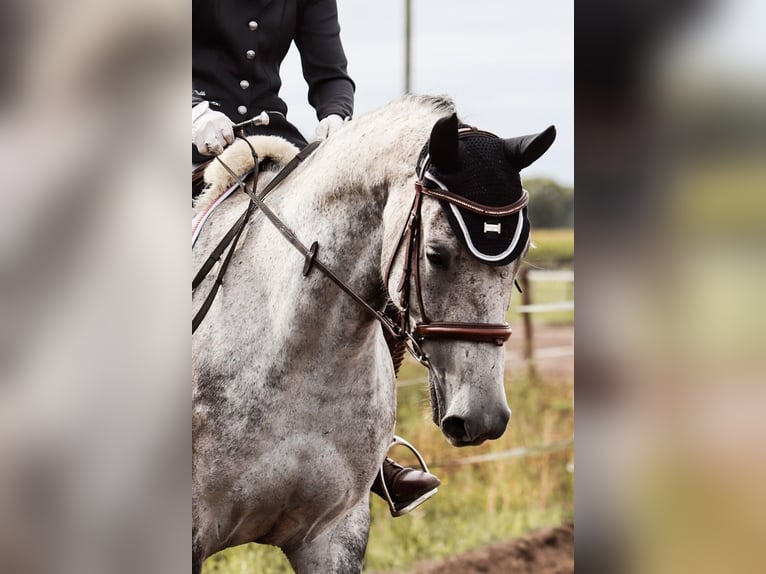 Hanoverian Mare 8 years Grey-Dapple in Wardenburg