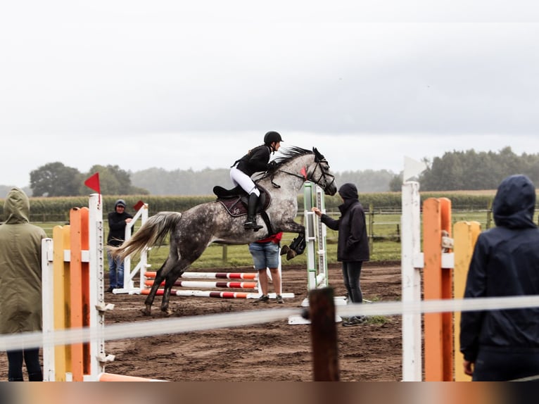 Hanoverian Mare 8 years Grey-Dapple in Wardenburg