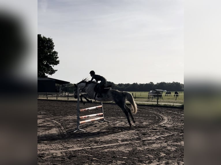 Hanoverian Mare 8 years Grey-Dapple in Wardenburg
