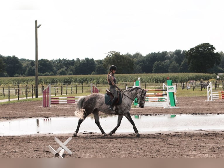 Hanoverian Mare 8 years Grey-Dapple in Wardenburg
