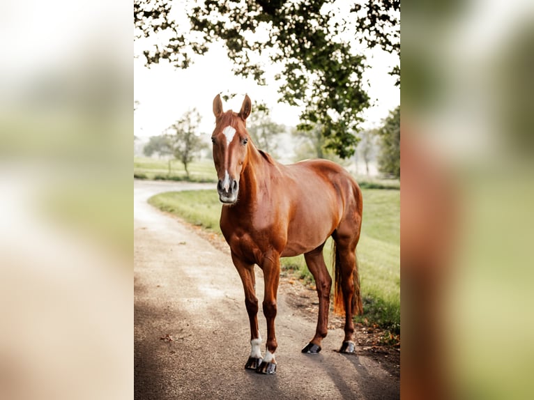 Hanoverian Mare 9 years 15,1 hh Chestnut-Red in Laubach