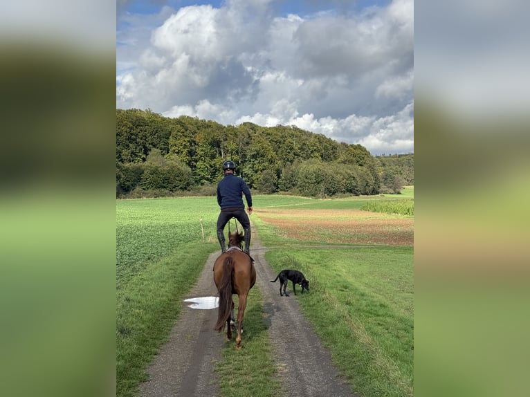 Hanoverian Mare 9 years 15,1 hh Chestnut-Red in Laubach