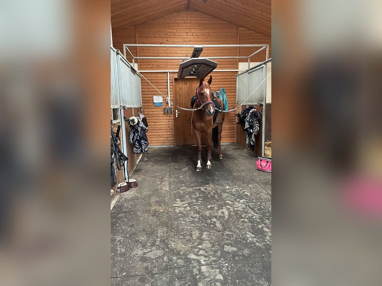 Hanoverian Mare 9 years 15,1 hh Chestnut-Red in Laubach