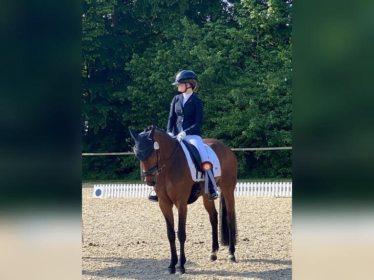 Hanoverian Mare 9 years 15.2 hh Bay-Dark in Niederstotzingen