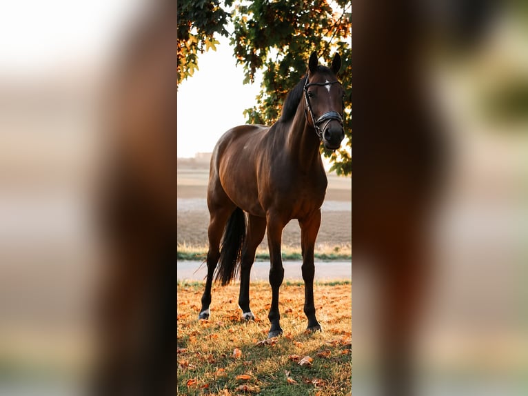 Hanoverian Mare 9 years 15.2 hh Bay-Dark in Niederstotzingen