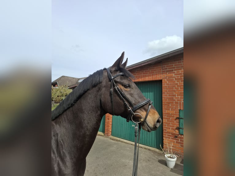 Hanoverian Mare 9 years 15.2 hh Bay-Dark in Marklohe