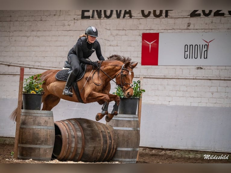 Hanoverian Mare 9 years 15,2 hh Chestnut-Red in Krummhörn