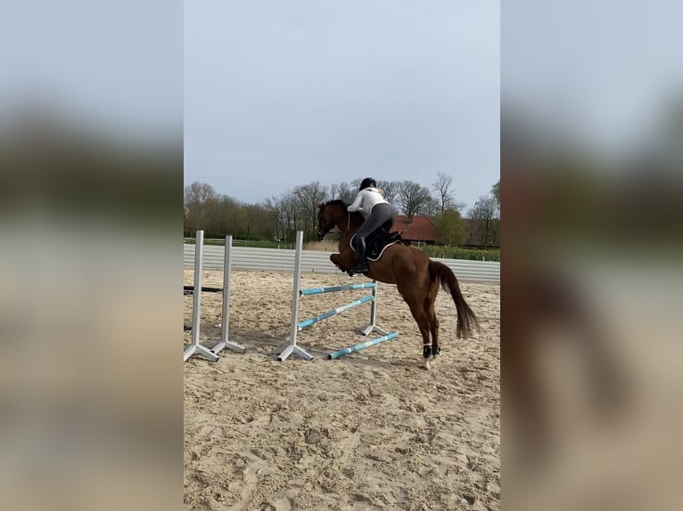 Hanoverian Mare 9 years 15,2 hh Chestnut-Red in Krummhörn