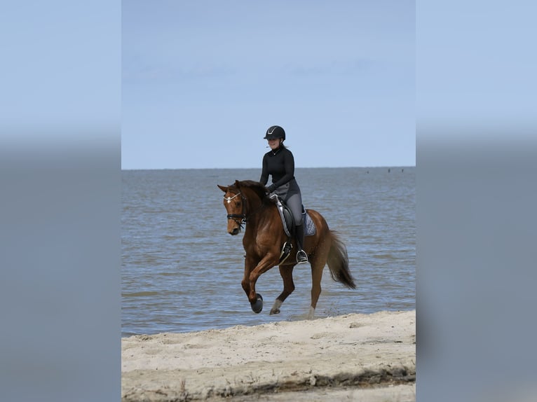 Hanoverian Mare 9 years 15,2 hh Chestnut-Red in Krummhörn