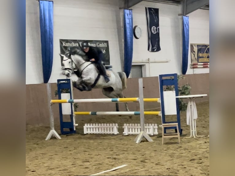 Hanoverian Mare 9 years 15.2 hh Grey in Burgdorf