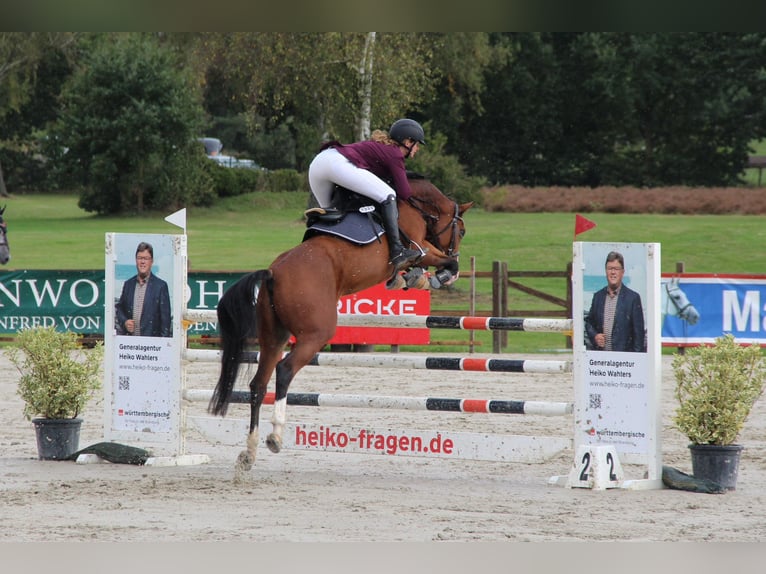 Hanoverian Mare 9 years 15,1 hh Brown in Hamburg Kirchwerder