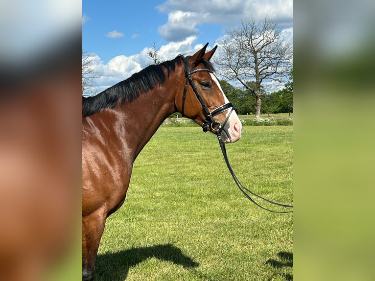 Hanoverian Mare 9 years 15,1 hh Brown in Hamburg Kirchwerder