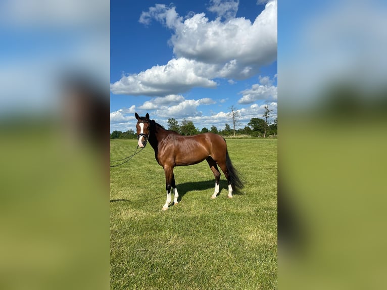 Hanoverian Mare 9 years 15,1 hh Brown in Hamburg Kirchwerder