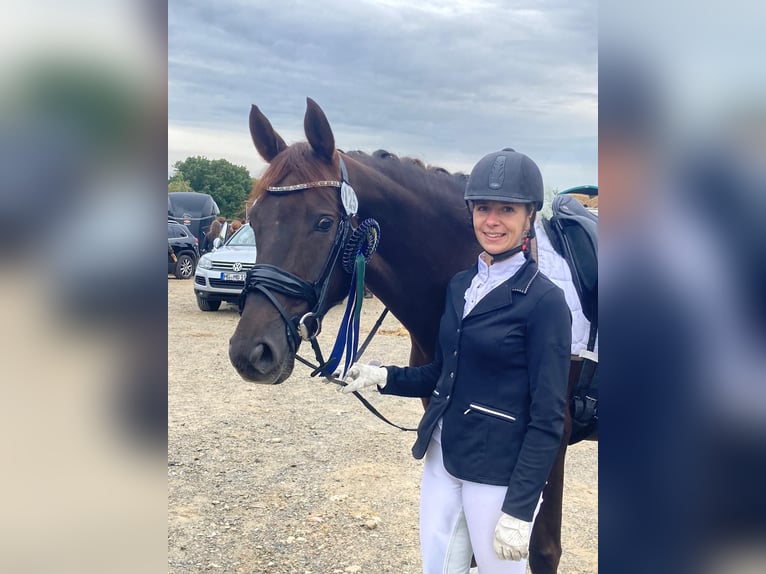 Hanoverian Mare 9 years 15,2 hh Chestnut in Bad Vilbel