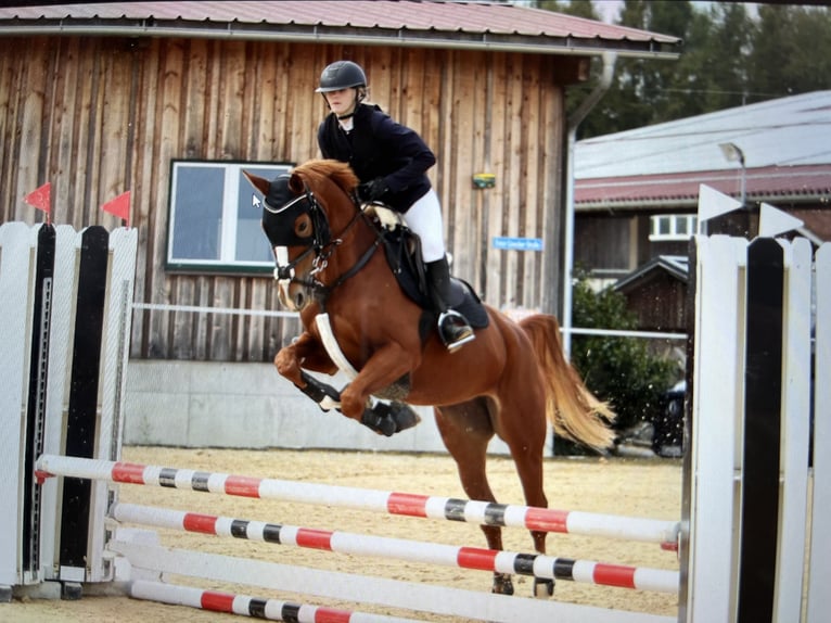 Hanoverian Mare 9 years 15,2 hh Chestnut-Red in Ellingen