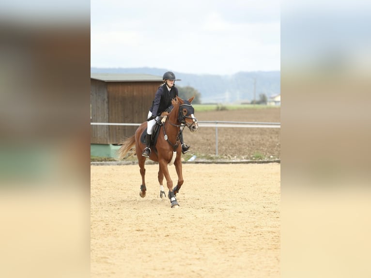 Hanoverian Mare 9 years 15,2 hh Chestnut-Red in Ellingen