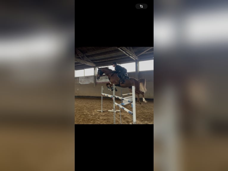 Hanoverian Mare 9 years 15,2 hh Chestnut-Red in Ellingen