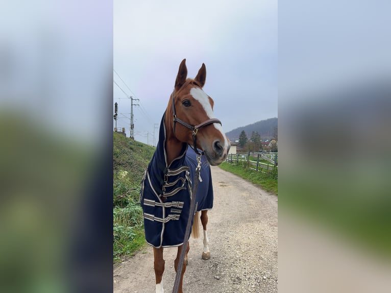 Hanoverian Mare 9 years 15,2 hh Chestnut-Red in Ellingen