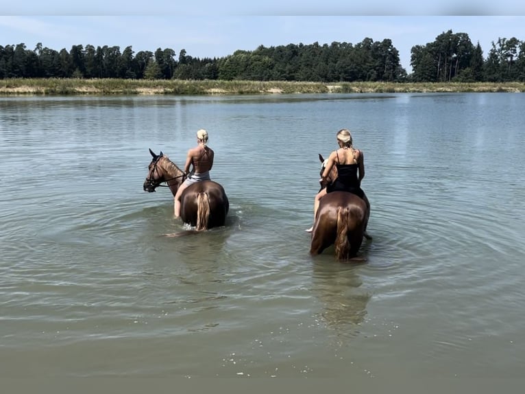 Hanoverian Mare 9 years 15,2 hh Chestnut-Red in Ellingen