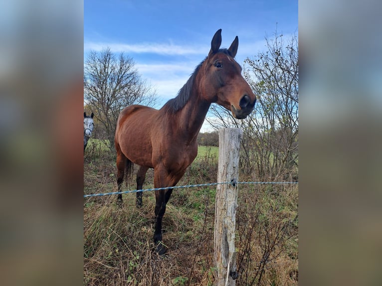 Hanoverian Mare 9 years 15,3 hh Brown in Berlin