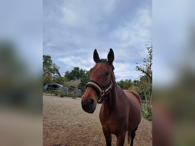 Hanoverian Mare 9 years 15,3 hh Brown in Berlin