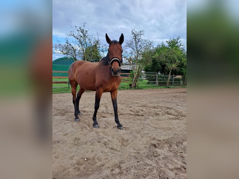Hanoverian Mare 9 years 15,3 hh Brown in Berlin