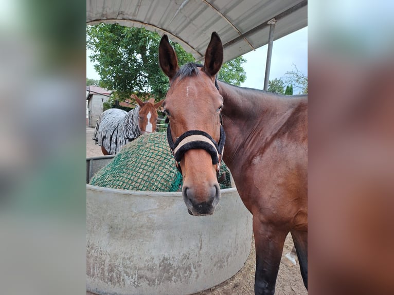 Hanoverian Mare 9 years 15,3 hh Brown in Berlin
