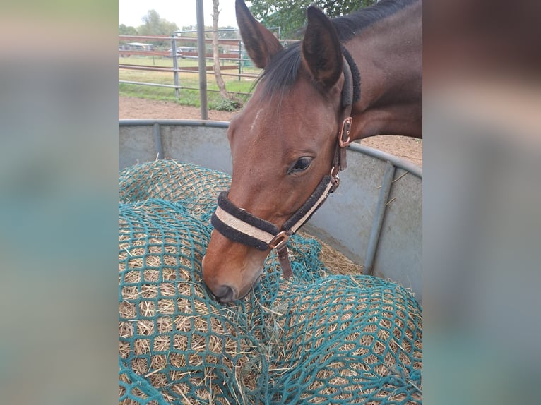Hanoverian Mare 9 years 15,3 hh Brown in Berlin