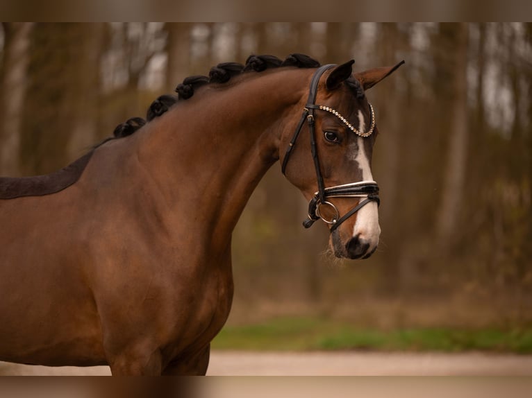 Hanoverian Mare 9 years 16.1 hh Bay-Dark in Wehringen