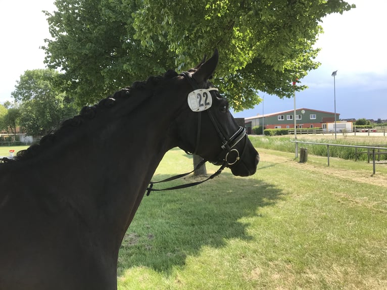 Hanoverian Mare 9 years 16,1 hh Black in Krostitz