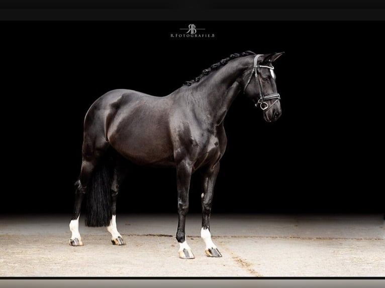 Hanoverian Mare 9 years 16.1 hh Black in Lachen