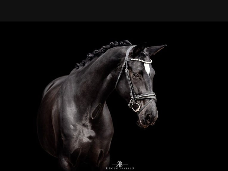 Hanoverian Mare 9 years 16.1 hh Black in Lachen