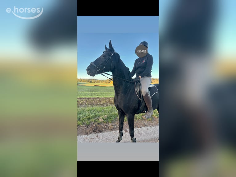 Hanoverian Mare 9 years 16.1 hh Black in Trautskirchen