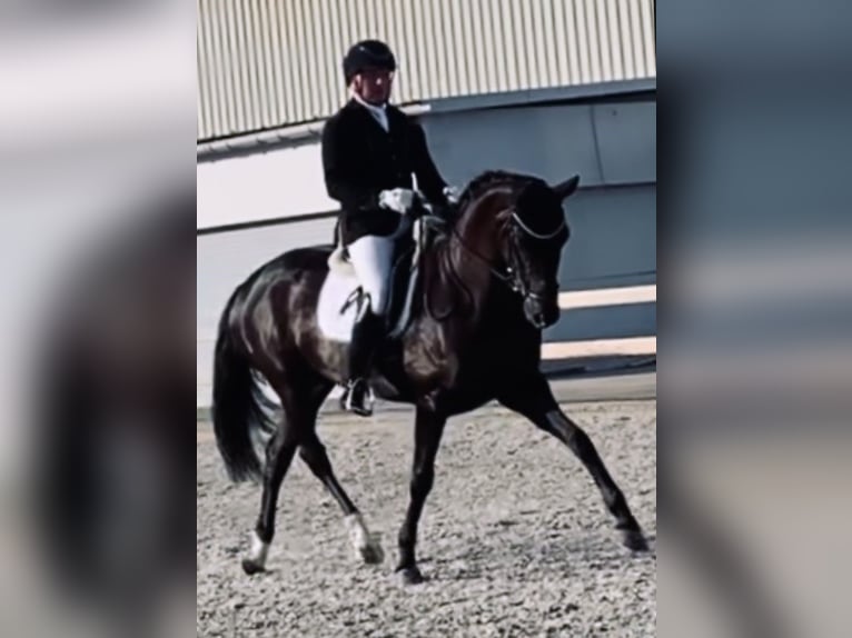 Hanoverian Mare 9 years 16,1 hh Black in Puurs