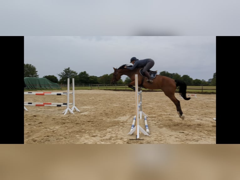 Hanoverian Mare 9 years 16,1 hh Brown in Hagen im Bremischen