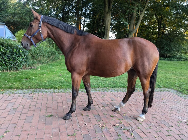 Hanoverian Mare 9 years 16,1 hh Brown in Hagen im Bremischen