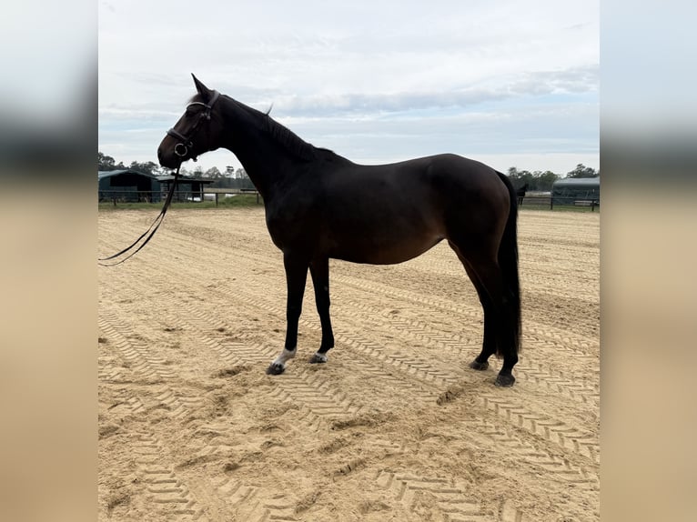 Hanoverian Mare 9 years 16.1 hh Brown in Schneverdingen