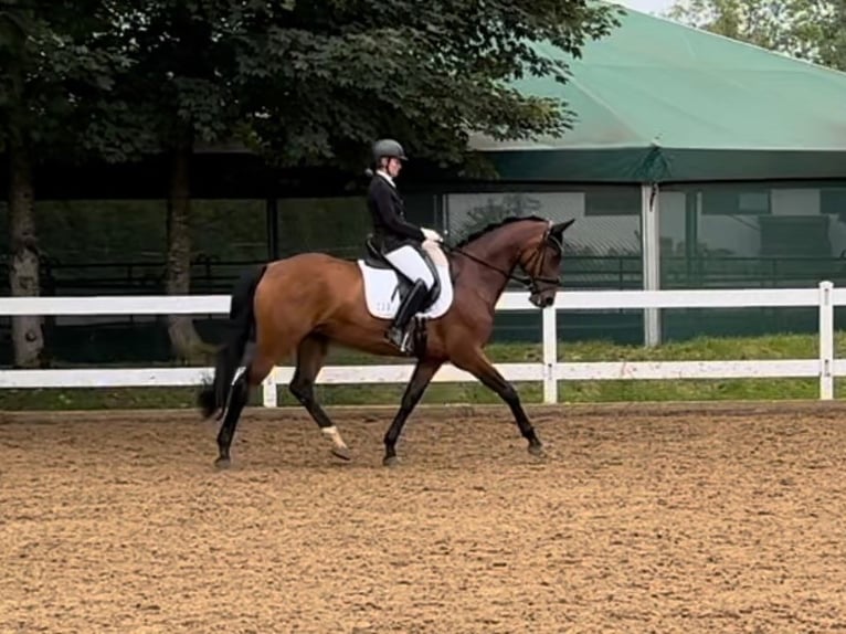Hanoverian Mare 9 years 16.1 hh Brown in Gauting