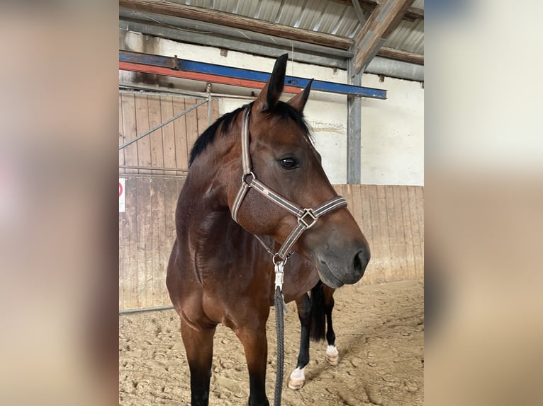 Hanoverian Mare 9 years 16.1 hh Brown in Kösching