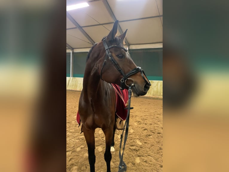 Hanoverian Mare 9 years 16.1 hh Brown in Kösching
