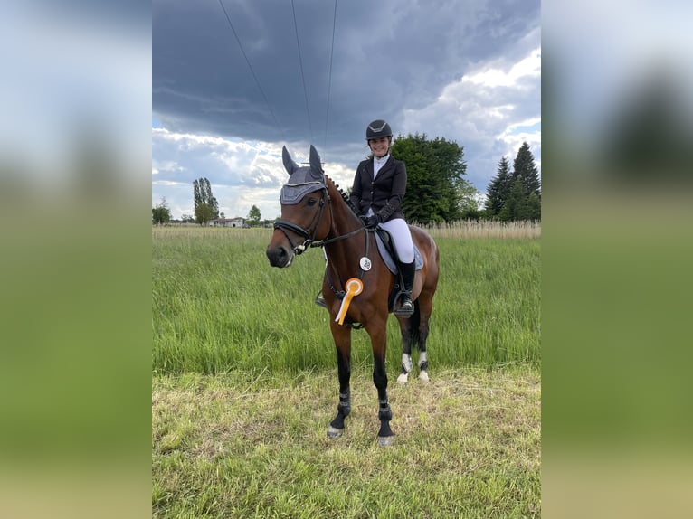 Hanoverian Mare 9 years 16.1 hh Brown in Kösching