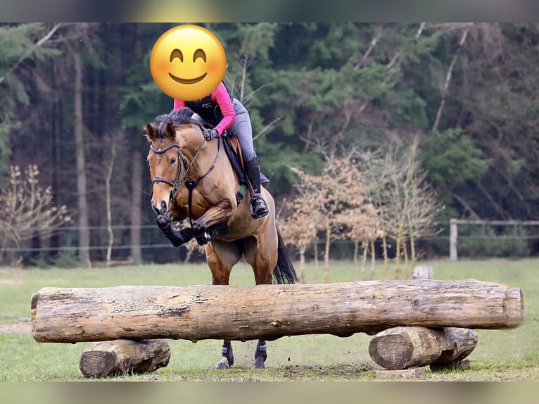 Hanoverian Mare 9 years 16.1 hh Brown in Loxstedt