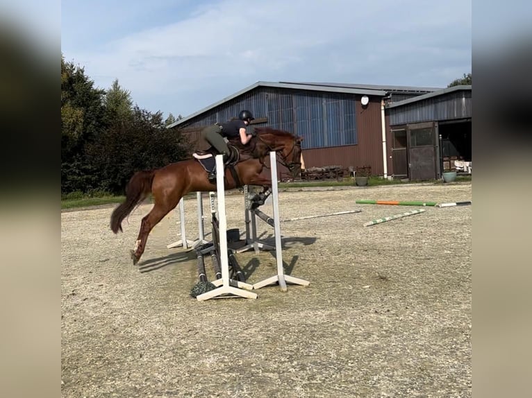 Hanoverian Mare 9 years 16,1 hh Chestnut in Reeßum