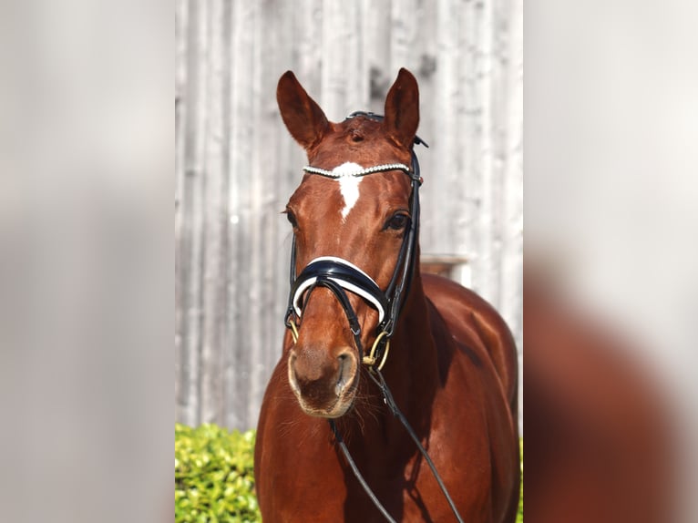 Hanoverian Mare 9 years 16,1 hh Chestnut in Reeßum