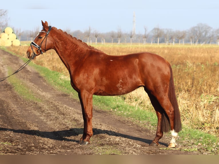 Hanoverian Mare 9 years 16,1 hh Chestnut in Reeßum