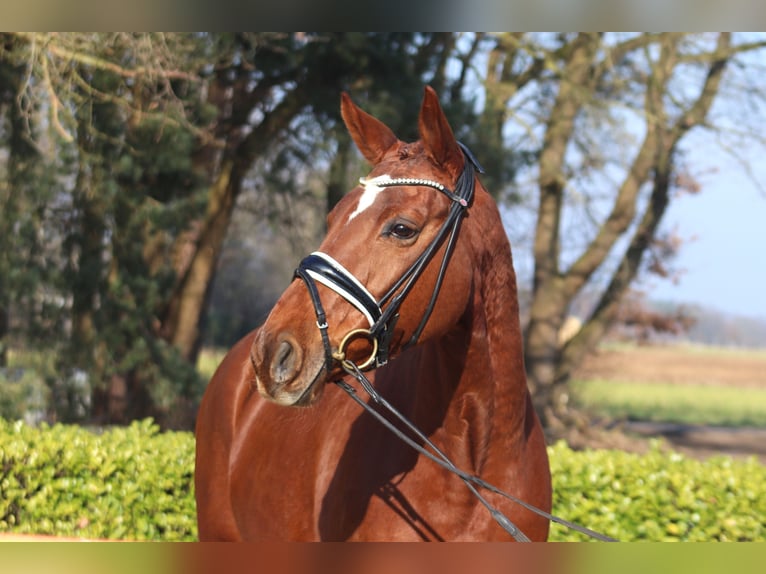 Hanoverian Mare 9 years 16,1 hh Chestnut in Reeßum