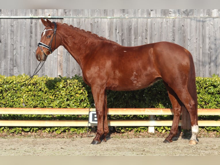 Hanoverian Mare 9 years 16,1 hh Chestnut in Reeßum